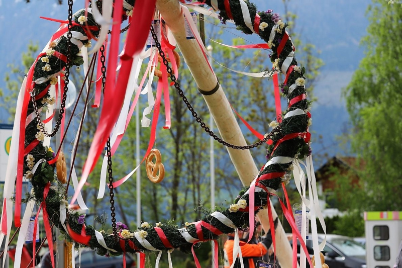 Barwies – 150jährige Fichte wird Maibaum
