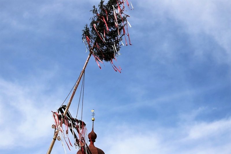Barwies – 150jährige Fichte wird Maibaum