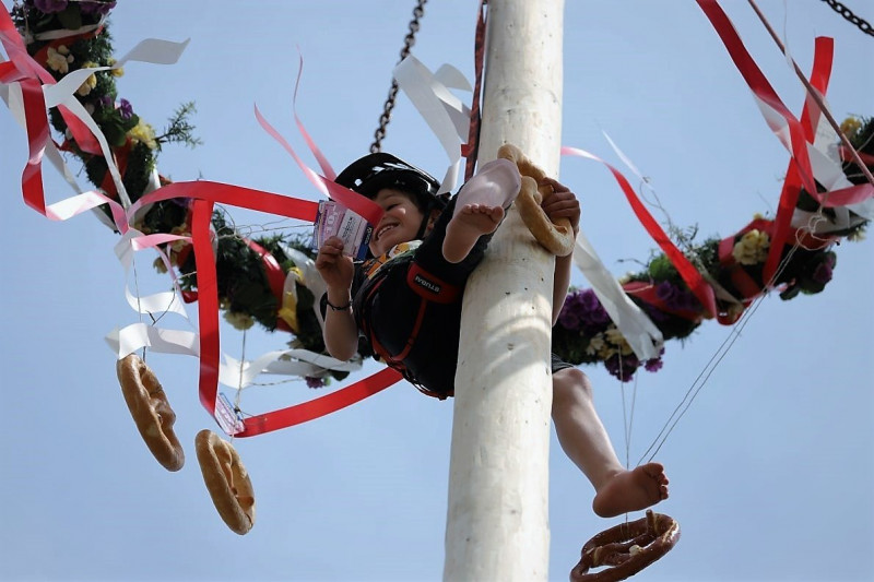 Barwies – 150jährige Fichte wird Maibaum