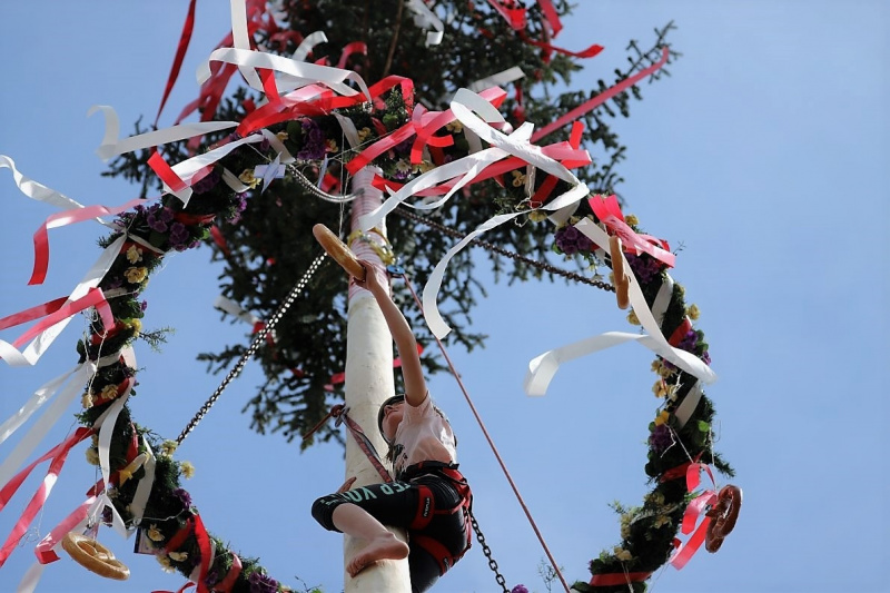 Barwies – 150jährige Fichte wird Maibaum