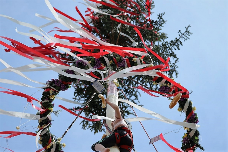Barwies – 150jährige Fichte wird Maibaum