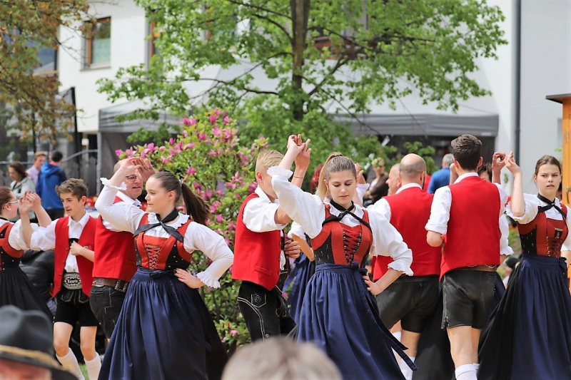 Barwies – 150jährige Fichte wird Maibaum