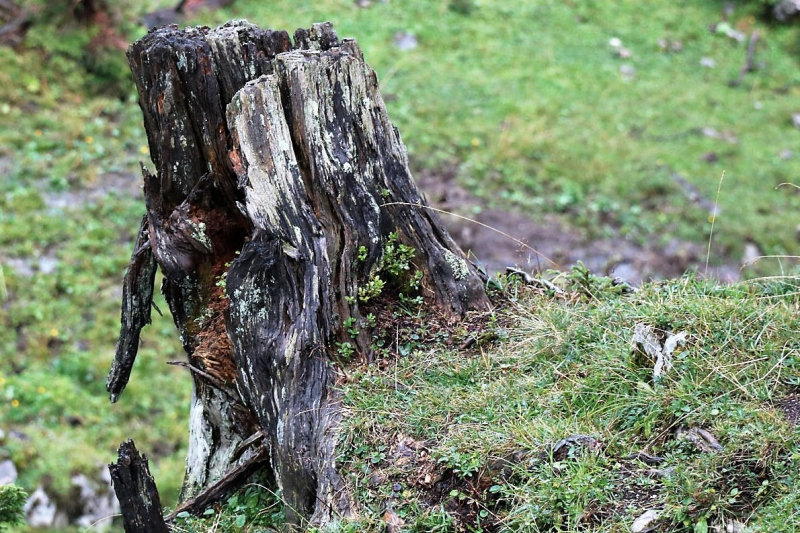 Baubeginn Hochfeldernalm – die alte Almhütte in Trauer