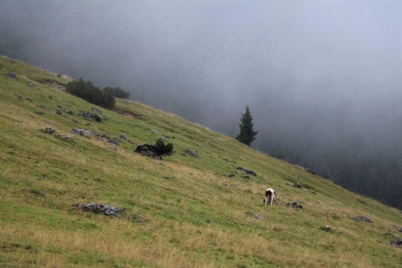 Baubeginn Hochfeldernalm – die alte Almhütte in Trauer