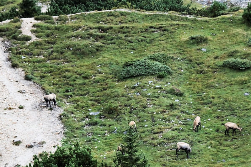 Baubeginn Hochfeldernalm – die alte Almhütte in Trauer