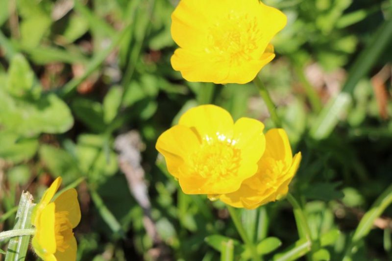 Baustelle Feldernalpe – „Fortschritte deutlich erkennbar“