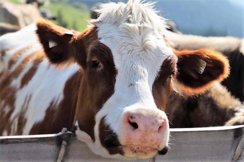 Bergmesse auf der Hochfeldernalm – Festakt Mieminger Sänger