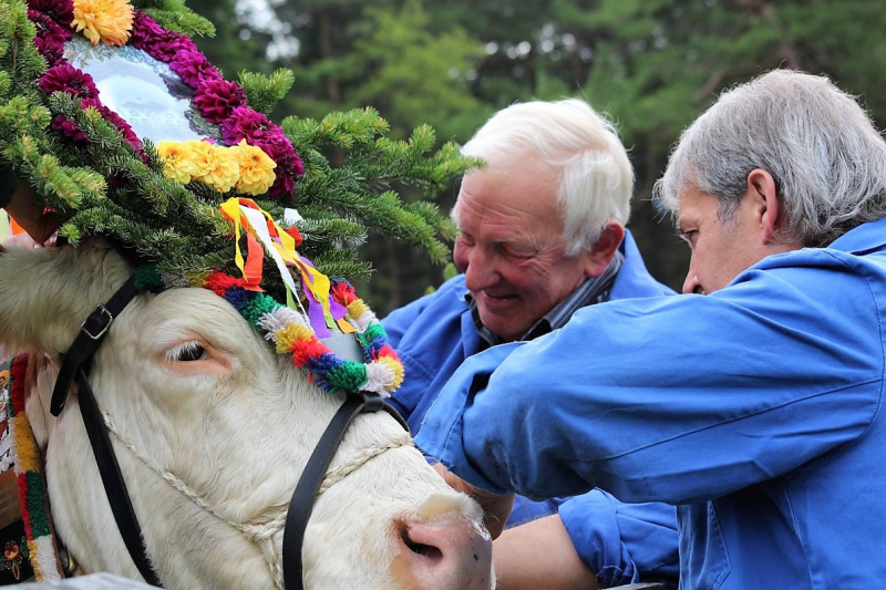 Drei-Almen-Abtrieb in Mieming – Abschied des Marienberg-Hirten