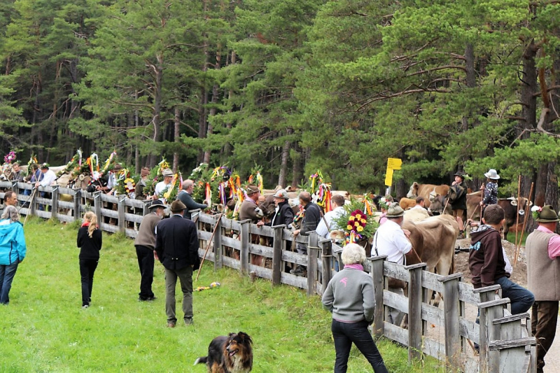 Drei-Almen-Abtrieb in Mieming – Abschied des Marienberg-Hirten