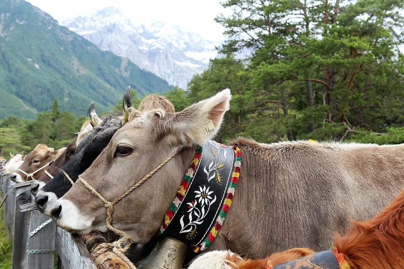 Drei-Almen-Abtrieb in Mieming – Abschied des Marienberg-Hirten