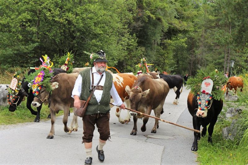 Drei-Almen-Abtrieb in Mieming – Abschied des Marienberg-Hirten