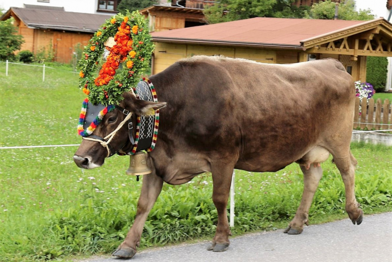 Drei-Almen-Abtrieb in Mieming – Abschied des Marienberg-Hirten