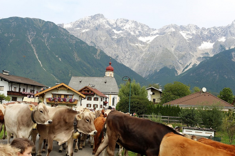 Drei-Almen-Abtrieb in Mieming – Abschied des Marienberg-Hirten