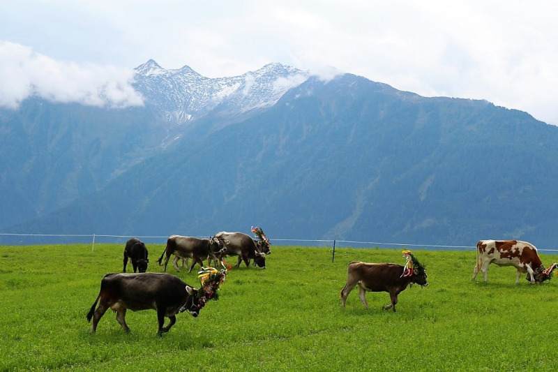 Drei-Almen-Abtrieb in Mieming – Abschied des Marienberg-Hirten