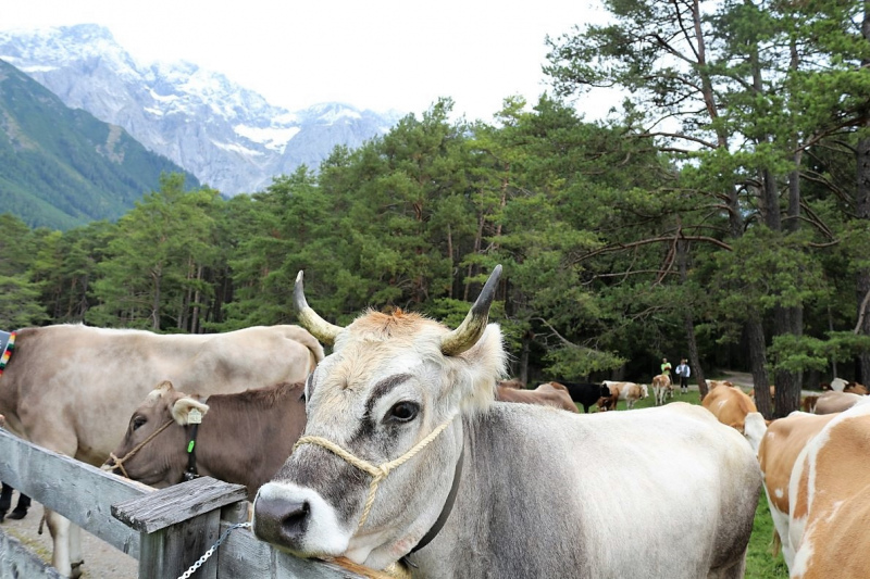 Drei-Almen-Abtrieb in Mieming – Abschied des Marienberg-Hirten