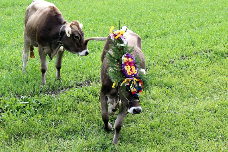 Drei-Almen-Abtrieb in Mieming – Abschied des Marienberg-Hirten
