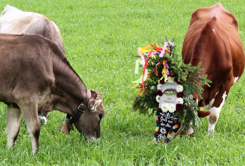 Drei-Almen-Abtrieb in Mieming – Abschied des Marienberg-Hirten