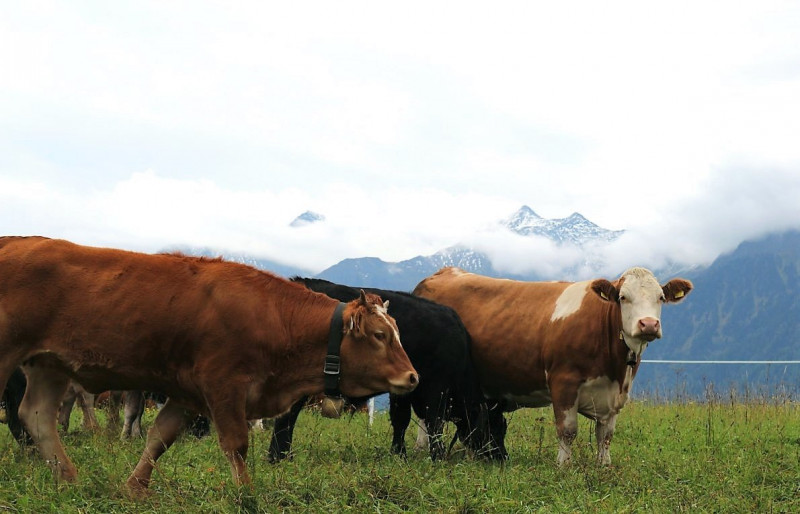 Drei-Almen-Abtrieb in Mieming – Abschied des Marienberg-Hirten