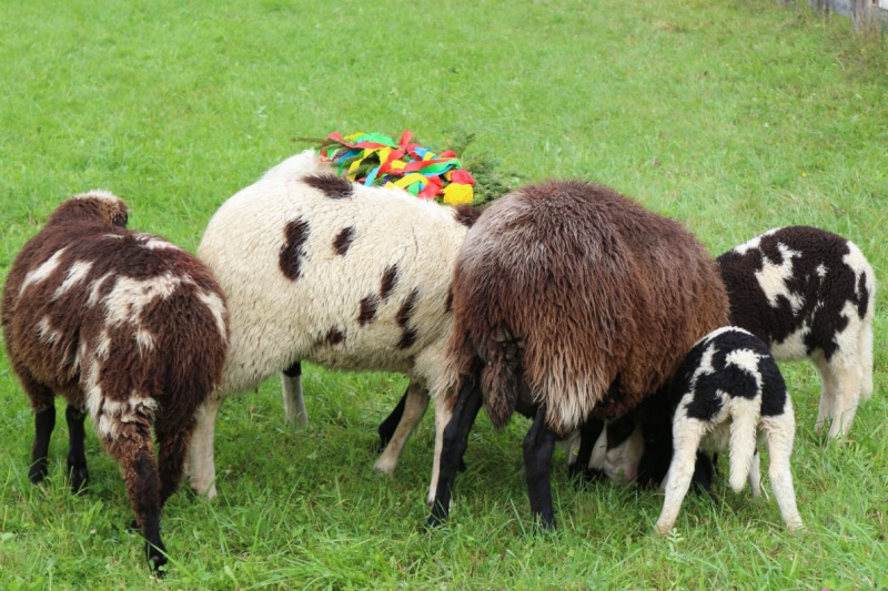 Drei-Almen-Abtrieb in Mieming – Abschied des Marienberg-Hirten