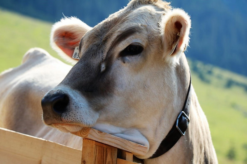 Einweihung Hochfeldernalm - „Dorffest“ auf der Mieminger Alpe