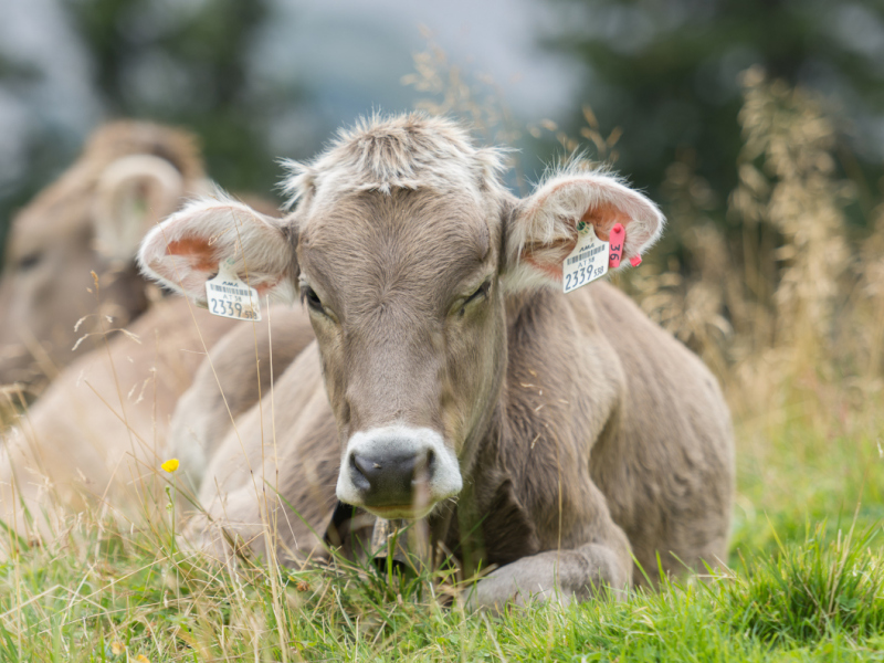 Almfest mit den Längenfelder Schnöllern
