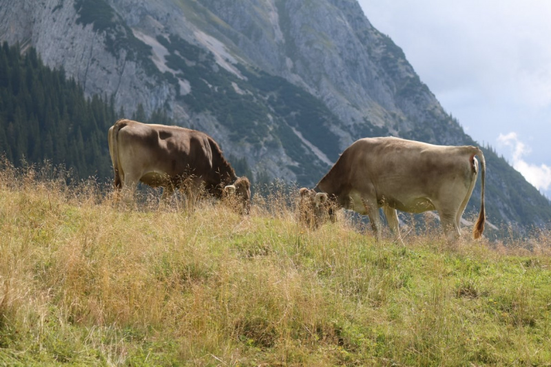 Feldereralpe – Almmesse mit Brunnen-Segnung