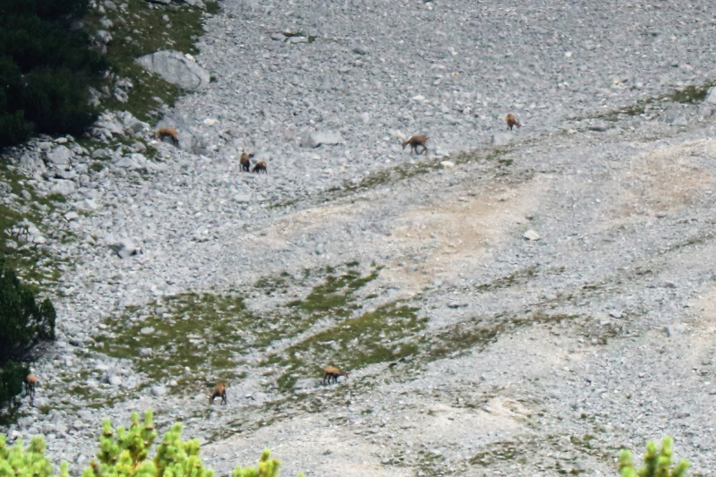 Feldereralpe – Almmesse mit Brunnen-Segnung