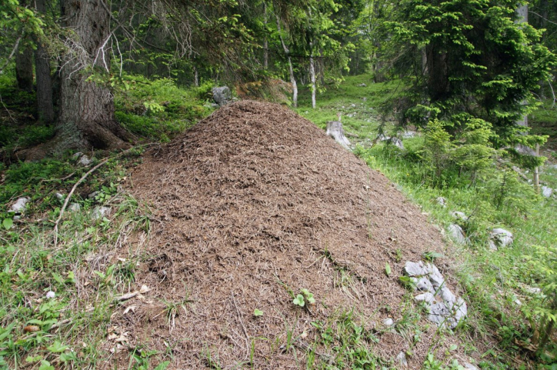 Feldernalmbauern zäunen vier Kilometer Weidezäune