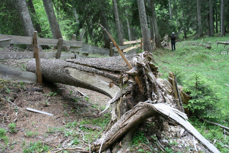Feldernalmbauern zäunen vier Kilometer Weidezäune