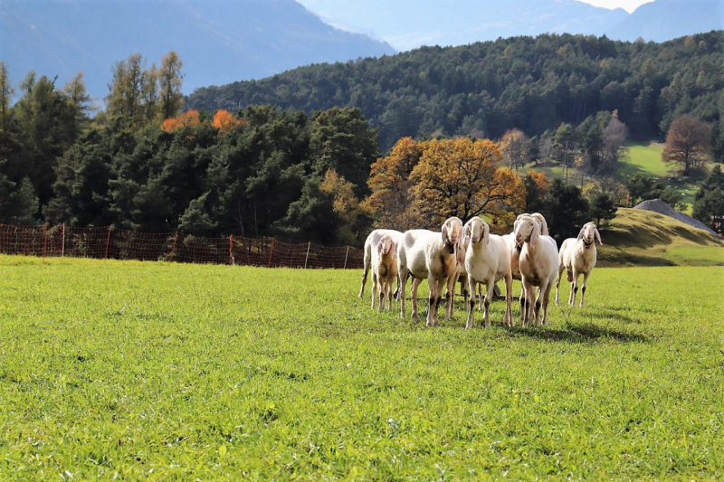 Herbstschafbad 2017 in Fiecht