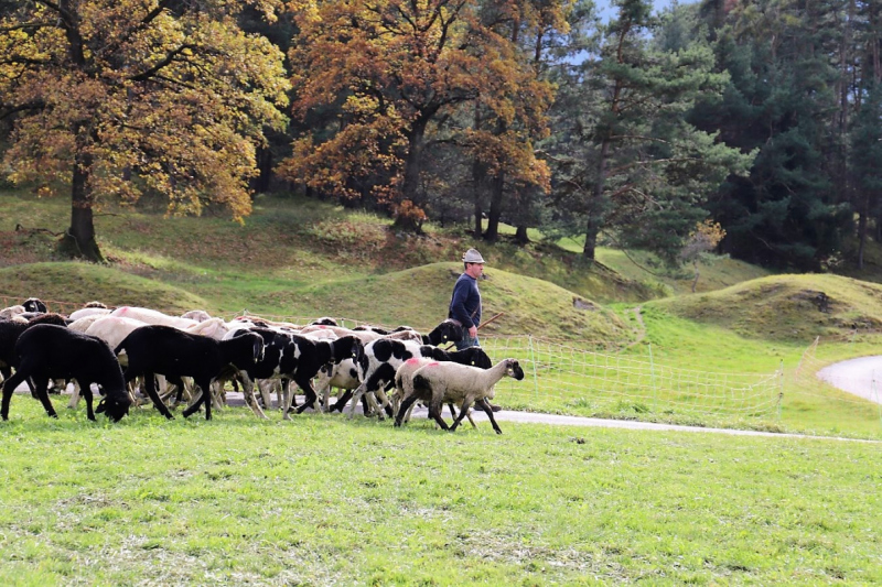Herbstschafbad 2017 in Fiecht