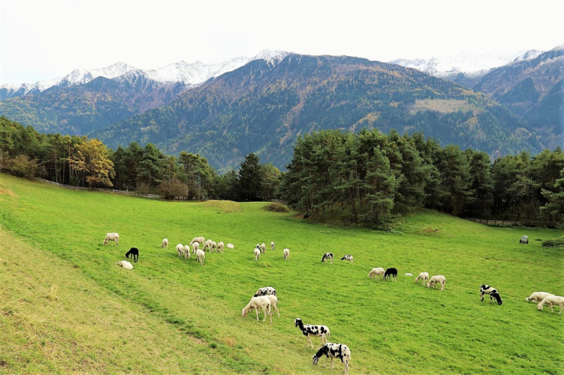 Herbstschafbad 2017 in Fiecht