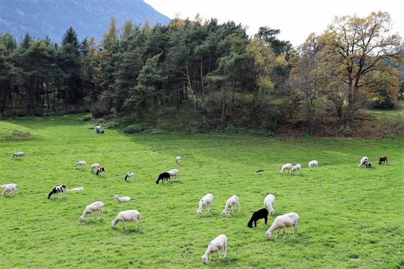 Herbstschafbad 2017 in Fiecht