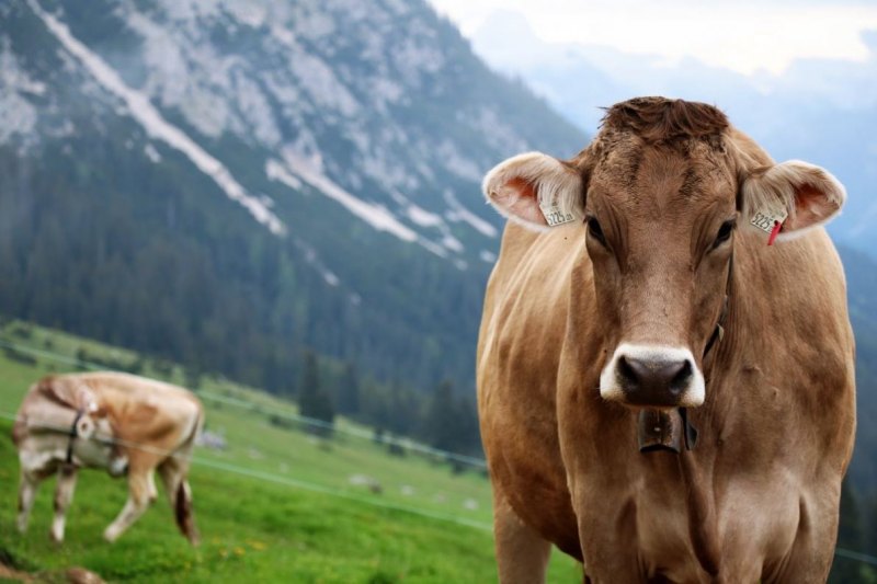 Hochbaustelle Feldernalm – Kein Termindruck