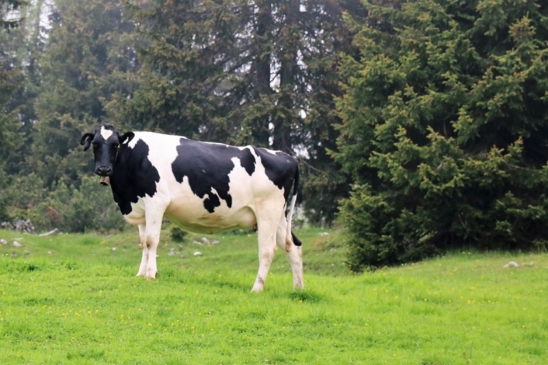Hochbaustelle Feldernalm – Kein Termindruck