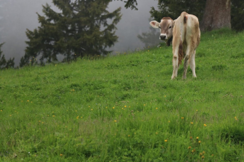 Hochbaustelle Feldernalm – Kein Termindruck