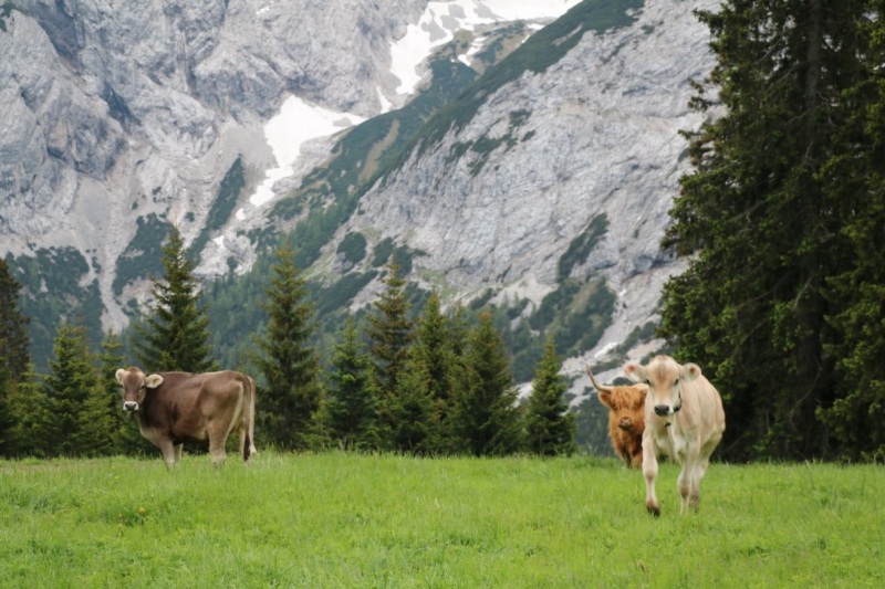Hochbaustelle Feldernalm – Kein Termindruck