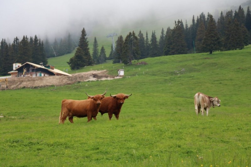 Hochbaustelle Feldernalm – Kein Termindruck