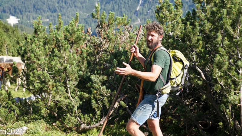 Hochfeldernalm – Das Almvieh zieht ins Felderertal