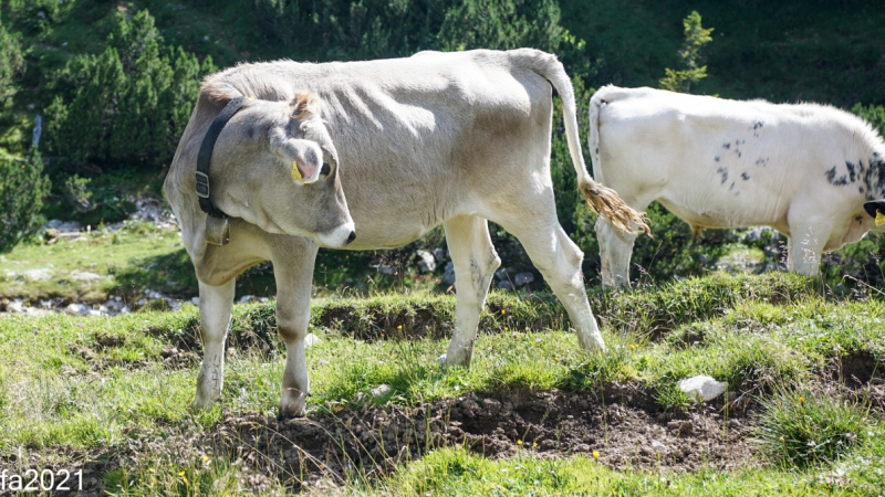 Hochfeldernalm – Das Almvieh zieht ins Felderertal