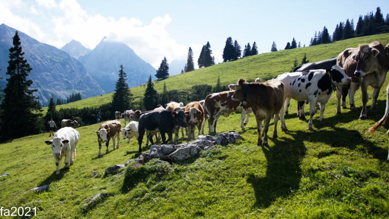 Hochfeldernalm – Das Almvieh zieht ins Felderertal