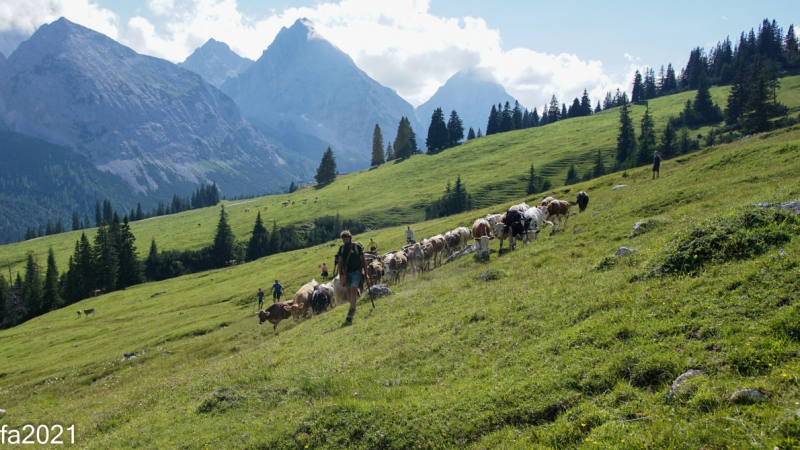 Hochfeldernalm – Das Almvieh zieht ins Felderertal