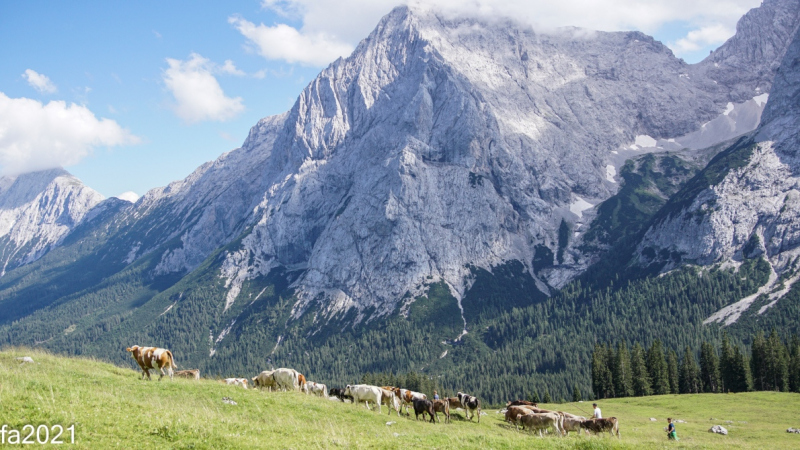 Hochfeldernalm – Das Almvieh zieht ins Felderertal