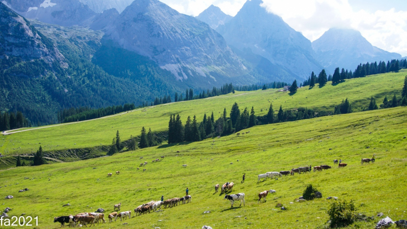 Hochfeldernalm – Das Almvieh zieht ins Felderertal