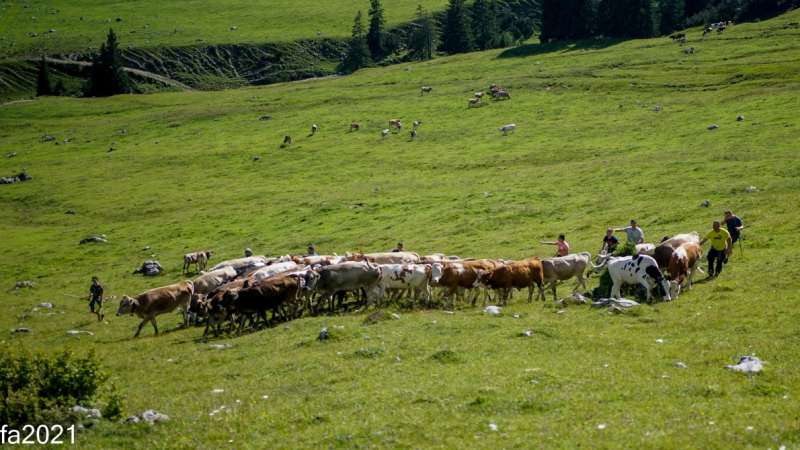 Hochfeldernalm – Das Almvieh zieht ins Felderertal
