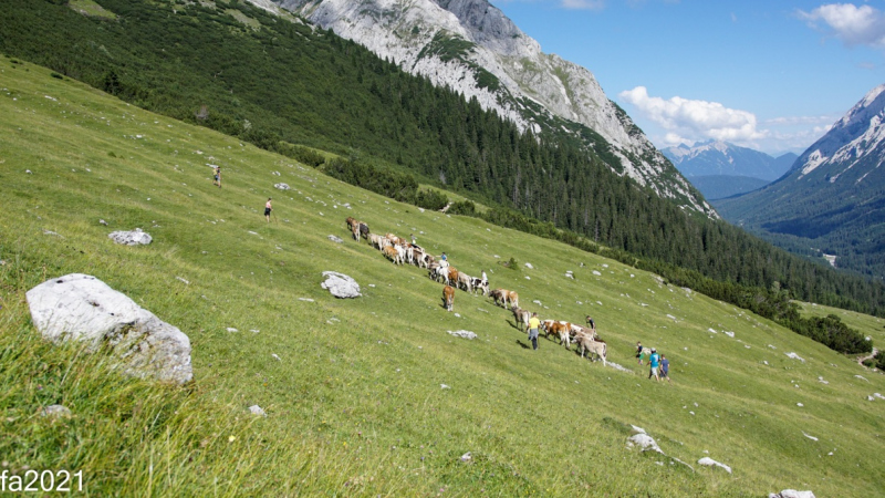 Hochfeldernalm – Das Almvieh zieht ins Felderertal