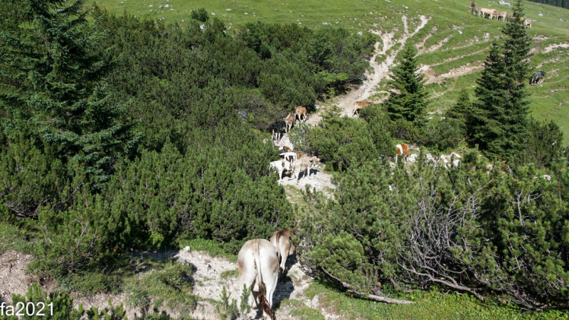 Hochfeldernalm – Das Almvieh zieht ins Felderertal