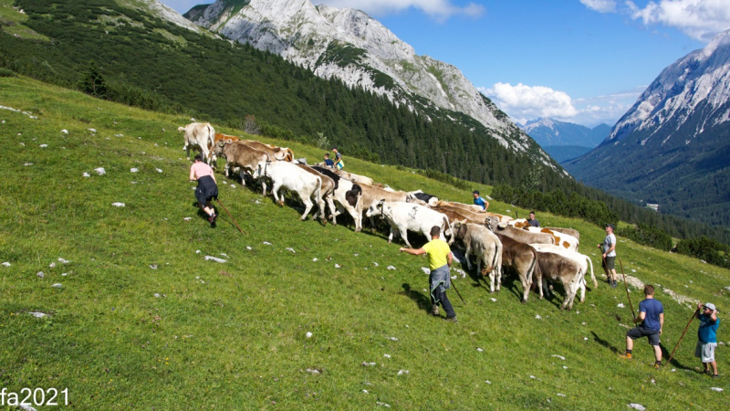 Hochfeldernalm – Das Almvieh zieht ins Felderertal
