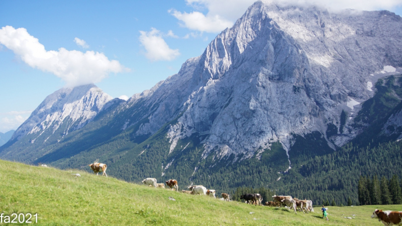 Hochfeldernalm – Das Almvieh zieht ins Felderertal