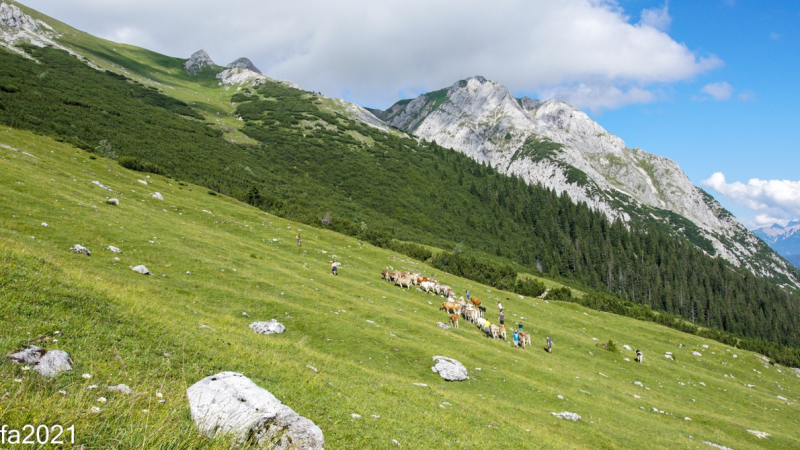 Hochfeldernalm – Das Almvieh zieht ins Felderertal